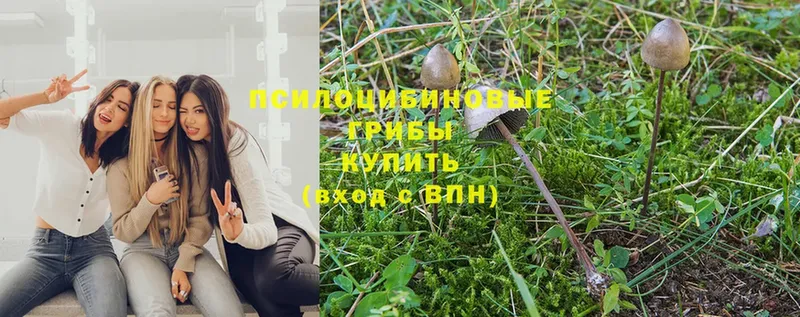 Галлюциногенные грибы Psilocybe  блэк спрут как войти  Баксан  купить наркотик 